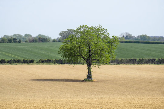 A lonely tree in the middle of a trite field in Springtime, Suffolk, England