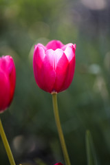 Fototapeta premium Colorful Tulips in Garden. Beautiful bokeh.