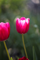 Colorful Tulips in Garden. Beautiful bokeh.