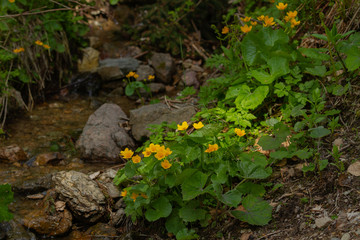 Little wild flowers of the undregrowth (East Alps, Italy)