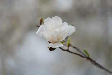 Blooming magnolia tree in the spring. Beautiful close up magnolia flower. Selective focus. Beautiful white delicate magnolia flower.