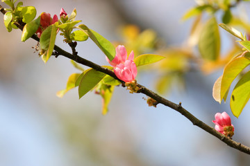 花梨の花