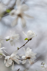 Fototapeta na wymiar Selective focus. Beautiful white delicate magnolia flower. Blooming magnolia tree in the spring. Beautiful close up magnolia flower.
