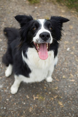 Happy dog Border Collie looking up portrait with open mouth and tongue out sitting on path in park 