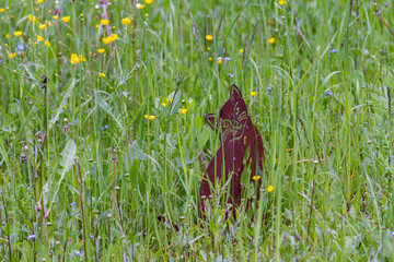 A funny cat statue in a meadow