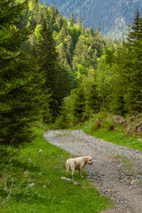 Obraz premium Beautiful pine trees along an alpine trail (East Alps, Italy)