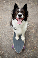 happy dog Border Collie sitting on longboard and looking up 