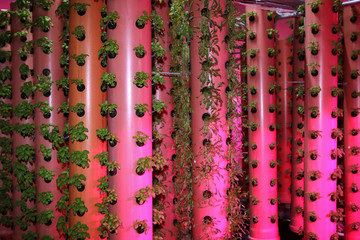 Growing plants aeroponics. Unique production of greenery and plants. Aeroponic system in plant production. An innovative method of growing plants a round year. Greenhouses for growing plants in winter