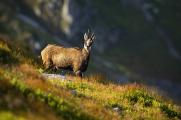 Alert tatra chamois, rupicapra rupicapra tatrica, looking into camera on a hillside in summer mountains with copy space. Attentive wild animal sunlit on steep slope with valley behind.