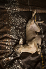 Little brown dog Italian greyhound lying on bed with brown bedding with floral ornament which is caress by woman hand with tattoo