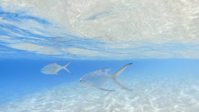 School of smallspotted dart (Trachinotus baillonii) fishes swimming in the sea. Indian ocean, Maldives. 4K