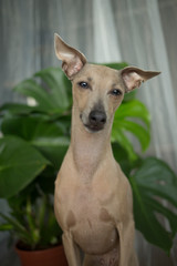 Brown dog Italian Greyhound sitting portrait with big Monstera leafs and curtain on background