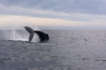 Tale of the whale diving deep
