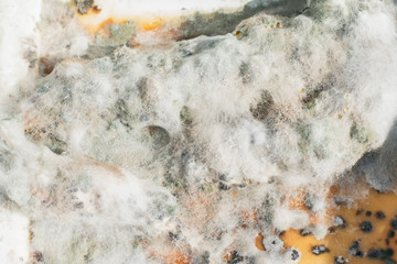 Damaged product covered with mold