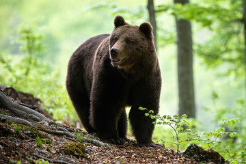 Big brown bear, ursus arctos, adult male approaching in summer forest from front view. Large mammal with long fur standing in woodland in seasonal green nature.