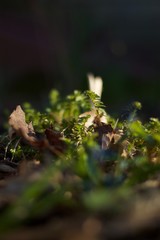 macro shot of ferns beginning to grow