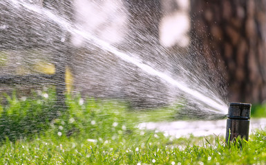 Sprinkler of automatic watering. Watering the lawn with an automatic irrigation system. Gardening.
