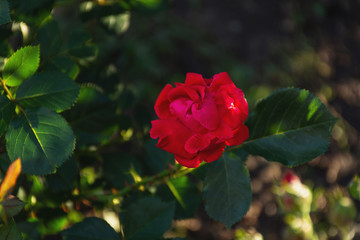 Red rose Bush in selective focus, rose in a flower bed, garden rose close-up
