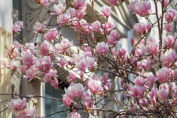 Beautiful pink Magnolia soulangeana flowers on a tree. Magnolia scented blooms with Tulip-like flowers in the spring garden. Blooming Magnolia Tulip Tree.
