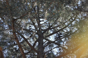 paysage sous un pin des landes en fleurs