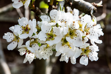 pear blossom in spring time