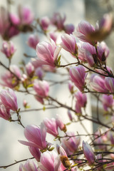 Beautiful pink Magnolia soulangeana flowers on a tree. Magnolia scented blooms with Tulip-like flowers in the spring garden. Blooming Magnolia Tulip Tree.