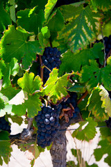 ripe red grapes and leaves on vine before harvest, vineyard in stellenbosch, south africa