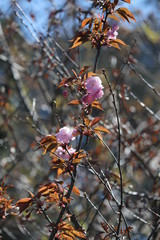 paysage d'un jardin fleuri au printemps