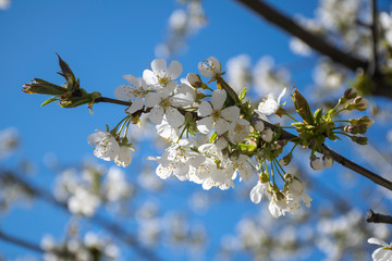 Cherry flowers closeup. White cherry flowers, romantic spring backdrop. White cherry blossom with selective focus. Spring blooming sakura cherry flowers branch.
