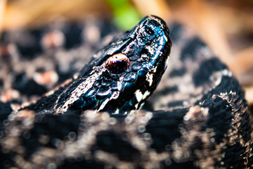 Dusky Pygmy Rattlesnake