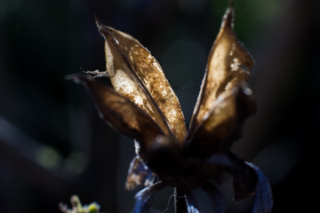 nature, statue, flower, green, tree, plant, macro, branch, art, sculpture, bud, stone, religion, animal, angel, bird, closeup, fish