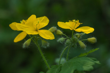 yellow flower on green background