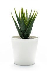 Fake plant in a pot isolated on a white background. Interior decoration.