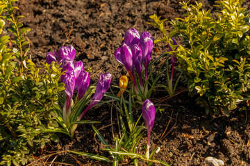 yellow and purple crocuses growing on the ground in early spring. First spring flowers blooming in garden. Spring meadow full of violet and yellow crocuses, Bunch of crocuses. Yellow crocus blossom