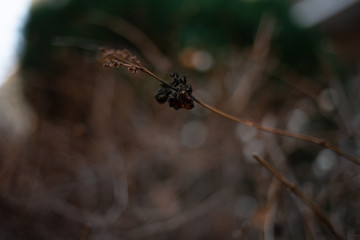 An airy plants closeup picture