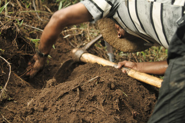 Rural farmer harvesting