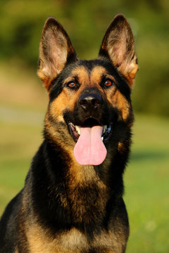 German shepherd portrait with open mouth and tongue out on green background 