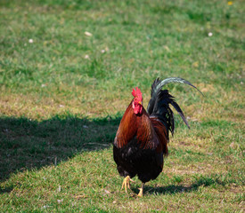 brown-red marans cock with beautiful feather dress on a green meadow, running directly towards the camera, sunset, by day