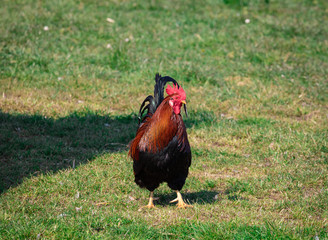 Fototapeta premium brown-red marans cock with beautiful feather dress on a green meadow, running directly towards the camera, looking to the right, sunset, by day