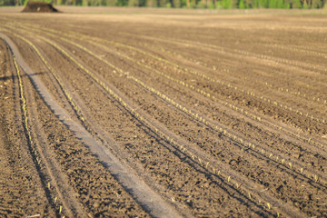 Young shoots of corn in the field have recently grown. farm arable land the first shoots.