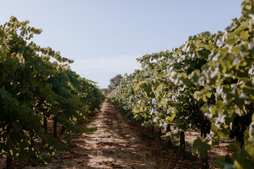 Fototapeta na wymiar Red grapes on the vine in wine country vineyard