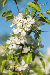 apple tree blossom