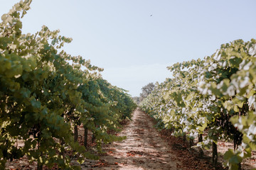 Fototapeta na wymiar Red grapes on the vine in wine country vineyard