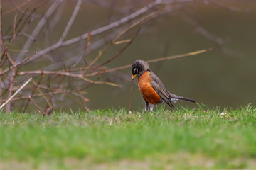 American Robin pulling an earthworm out of the green grass to feed on. 
