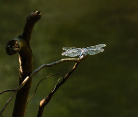Fire Fly sitting on branch at Riverwalk Boardwalk in Roswell Georgia.