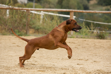 brown dog Rhodesian Ridgeback jumping and having fun on sand