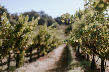 White wine vineyard with grape clusters