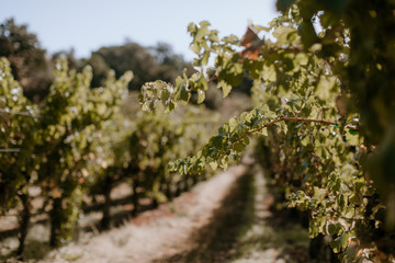 White wine vineyard with grape clusters