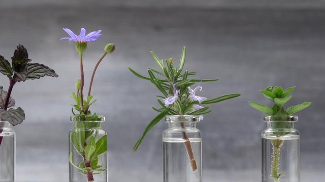 Homegrown and aromatic herbs on rustic background with rosemary in small bottles