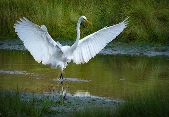 Great White Egret flying over wildlife sanctuary in Marietta Georgia.